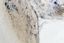 Best Commercial Mold Inspection in Mila Doce, TX